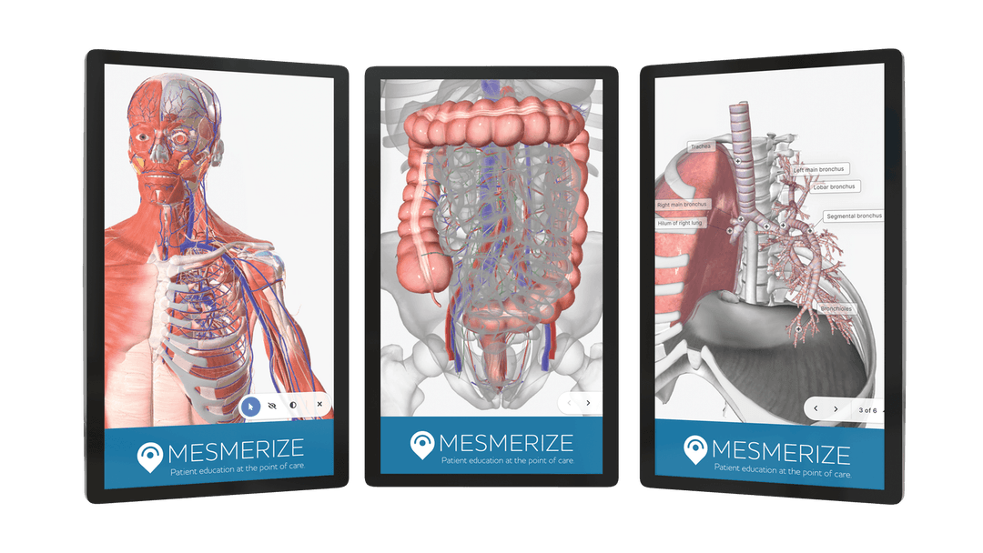 Interactive 3D anatiomical images